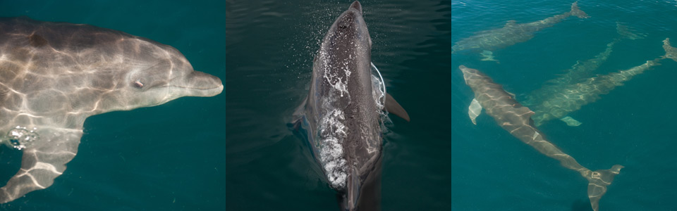 The Smile of the dolphins 4