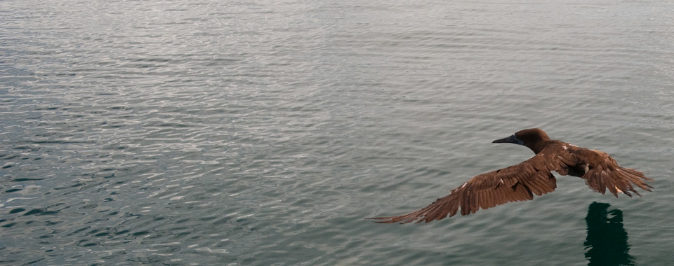 The Smile of the dolphins 6