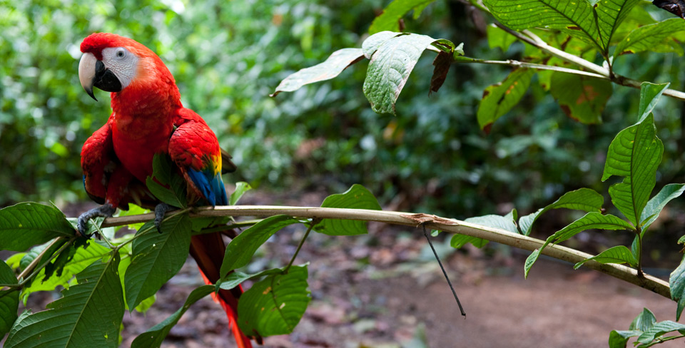 Lapa Rios Ecolodge 2