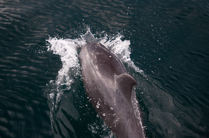 The smile of the dolphins